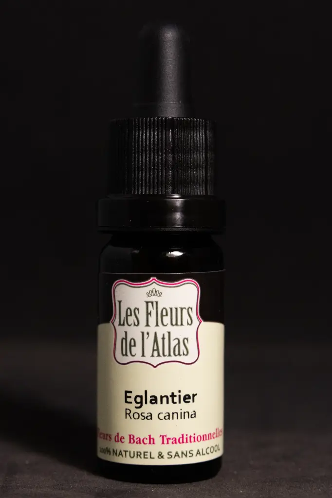 Wild Rose - Églantier