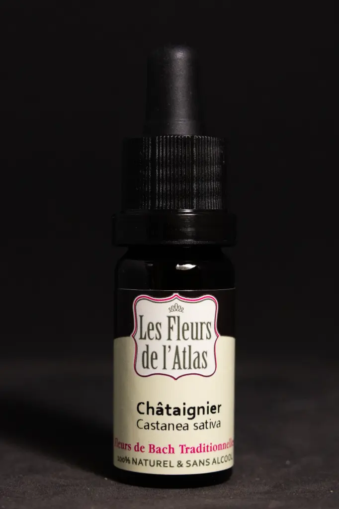 Sweet Chestnut - Châtaigner