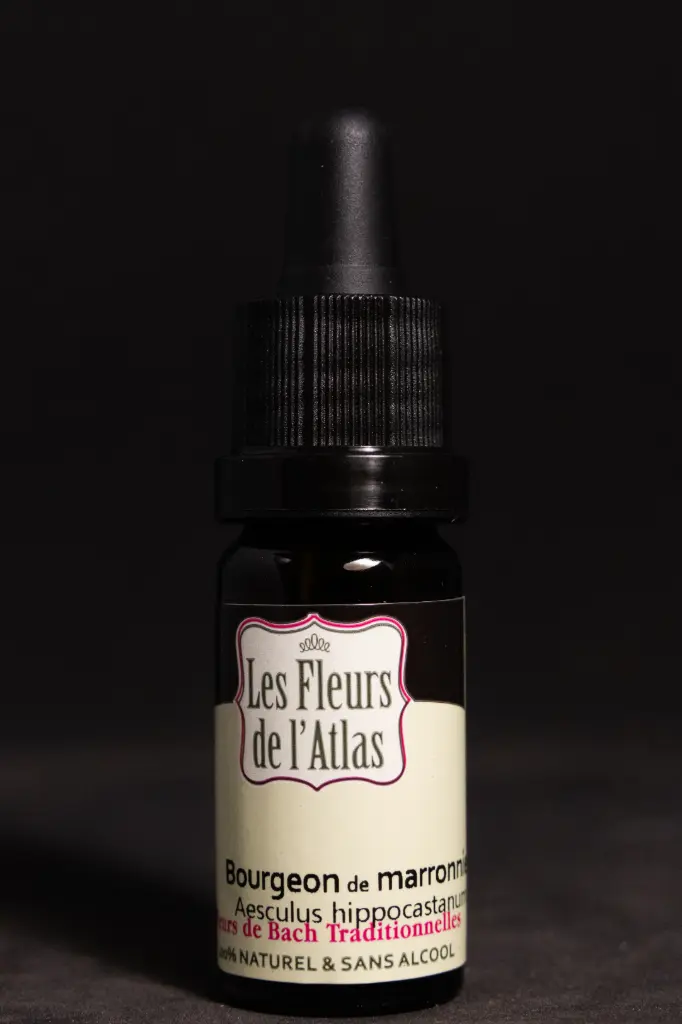 Chestnut Bud - Bourgeons de marronnier