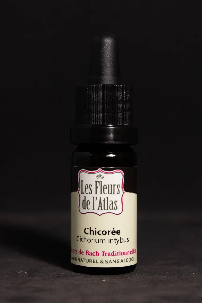 Chicory - Chicorée