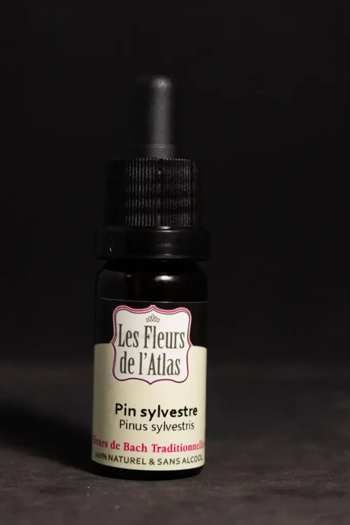 Pine - Pin Sylvestre